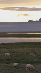 夕阳下养殖绿地上放牧羊天际线视频