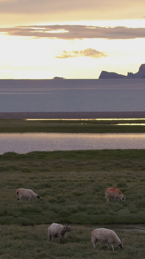 夕阳下养殖绿地上放牧羊天际线32秒视频