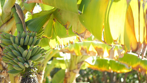 绿色黄色香蕉树果束异国情调的热带阳光明媚的夏日氛围10秒视频