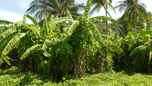 明亮的绿色香蕉种植园和可可椰子树在阳光明媚的日子在视频