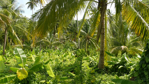 明亮的绿色香蕉种植园和可可椰子树14秒视频