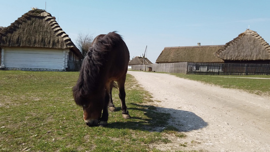 在一个古老的欧洲凯尔特村庄吃草的马视频