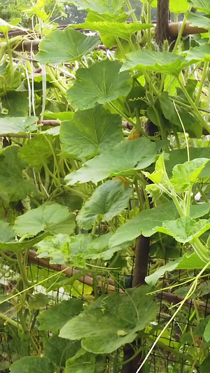 贝贝瓜种植南瓜种植62秒视频
