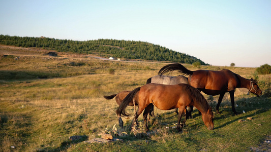 马的家属在草地上放牧视频