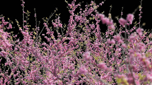 透明通道的3D樱花树从穿梭视频素材20秒视频