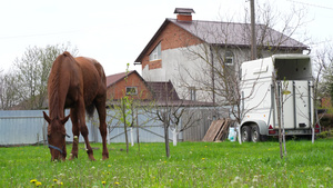 夏日在村子附近的草地上的马26秒视频