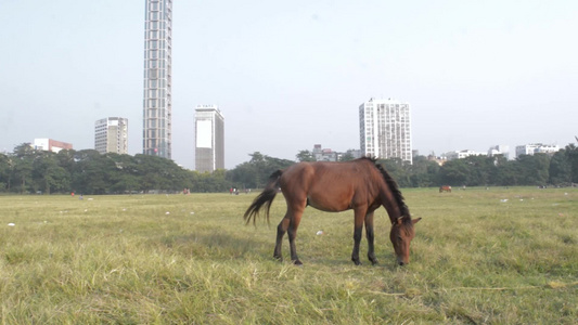 夏季日落时在Jainalan地区开阔的操场旅游行场视频