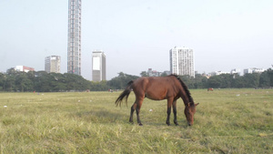 夏季日落时在Jainalan地区开阔的操场旅游行场11秒视频