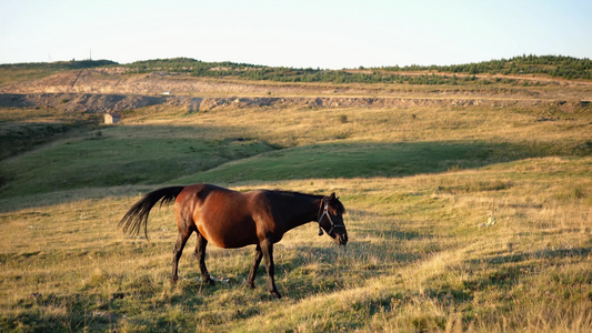 马匹骑在山的草地上视频