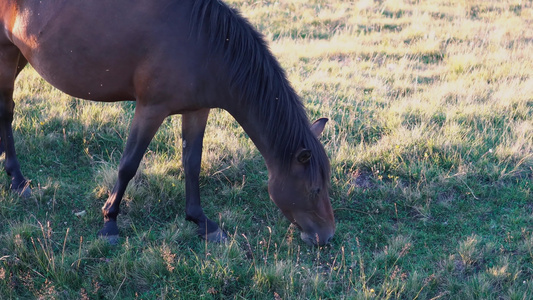 黄昏在牧场上放牧的美丽棕色马匹视频