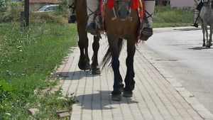 马匹在街上游荡慢速运动13秒视频