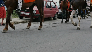 马匹在街上游荡慢速运动22秒视频