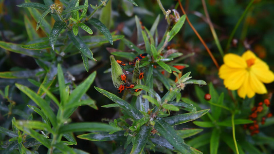 大型奶草甲虫oncopeltusfasciatus视频