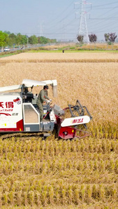 航拍农业农田秋收农业机械化收割机水稻丰收视频