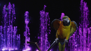 马戏团的金刚鹦鹉展示翅膀15秒视频