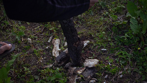 一个人白天用斧子砍树枝在马那利岛的梅拉里海纳卡帕列什因15秒视频