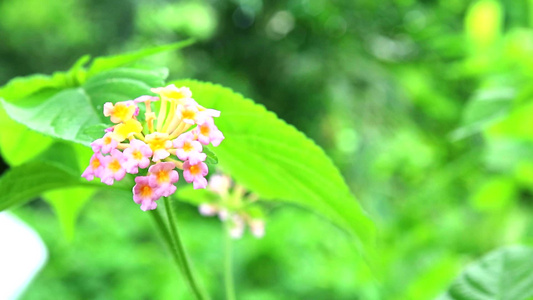 花朵在花园中开花的棕黄色粉红色视频