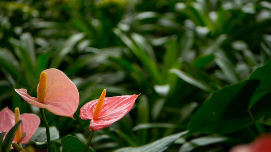 野生微妙的有毒百合花花园里盛开的黄色花朵以天然花卉视频