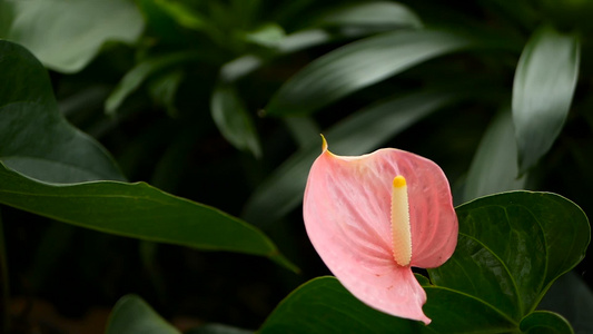 野生微妙的有毒百合花花园里盛开的黄色花朵以天然花卉视频