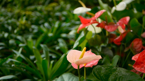 野生微妙百合花花园里盛开的黄色花朵14秒视频