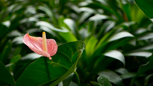 野生微妙的有毒百合花花园里盛开的黄色花朵以天然花卉9秒视频