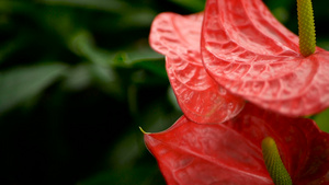 花园里盛开的花朵15秒视频