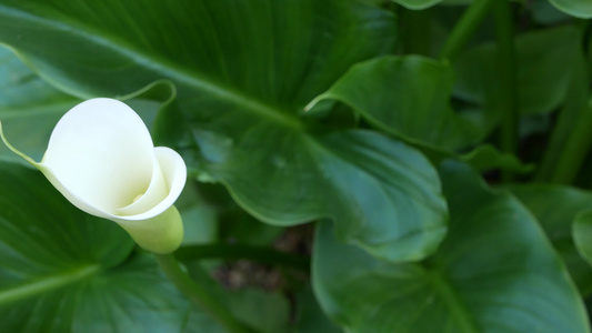 白色马蹄莲花和深绿色的叶子优雅的花卉绽放异国情调的视频