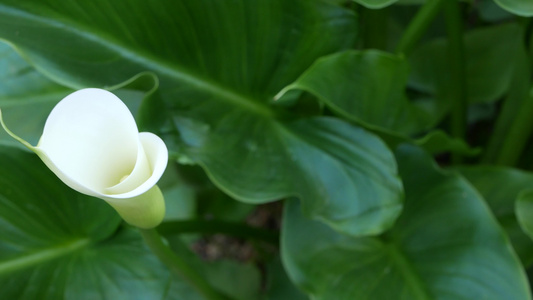 白色马蹄莲花视频