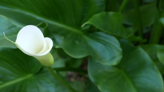 白色马蹄莲花和深绿色的叶子优雅的花卉绽放异国情调的视频