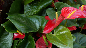 红色的马蹄莲花和深绿色的叶子9秒视频