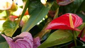 红色的马蹄莲花深绿色的叶子优雅的栗色花朵绽放异国情调12秒视频