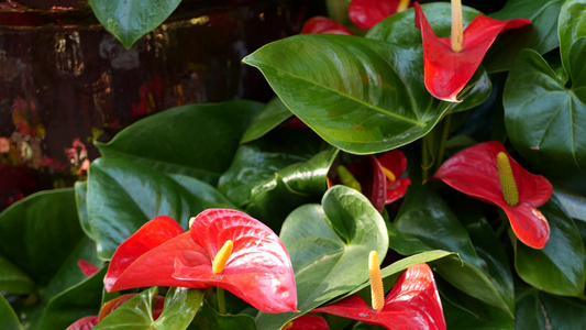 红色的马蹄莲花深绿色的叶子优雅的栗色花朵绽放异国情调视频