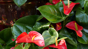 红色的马蹄莲花深绿色的叶子10秒视频