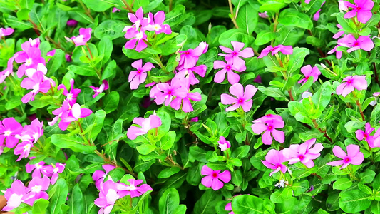 粉红色的麦加斯卡双winkle玫瑰树绿色叶子在花园里视频