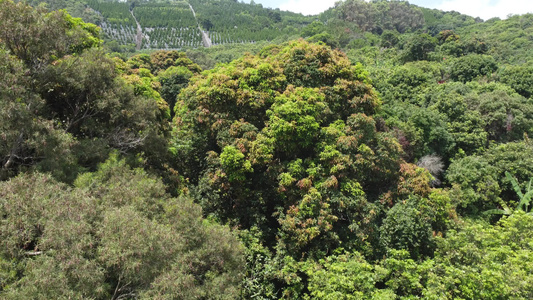 青山绿水视频