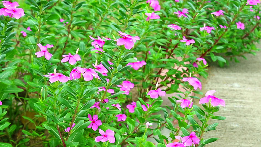 花朵在花园里1玫瑰红色的粉色花朵视频