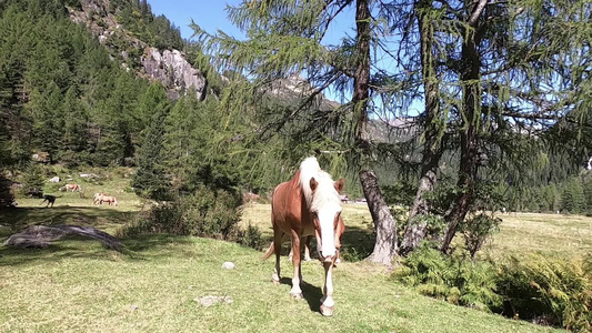 一匹长着典型长白色鬃毛的Haflinger马在接近视频