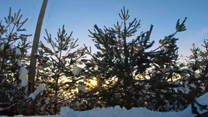 山路旁日落松树雪景14秒视频