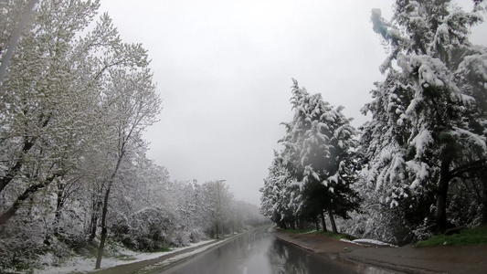 冬季雾weatherbecome路边有雪覆盖的树丛视频