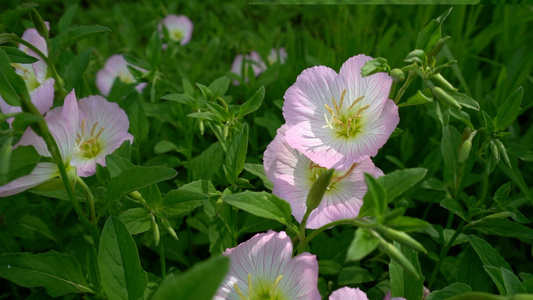 公园里的花朵视频