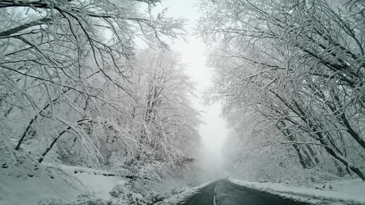 冬季驱动器在农村公路上与有雪的松树之间视频