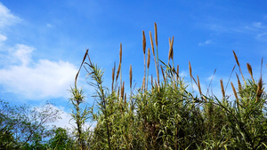 公园里的芦苇39秒视频