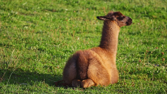一只美丽的小骆驼躺在绿草上视频