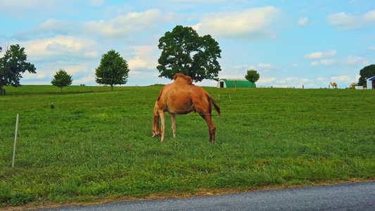 在宾夕法尼亚的一个阿米什农场放牧的骆驼视频