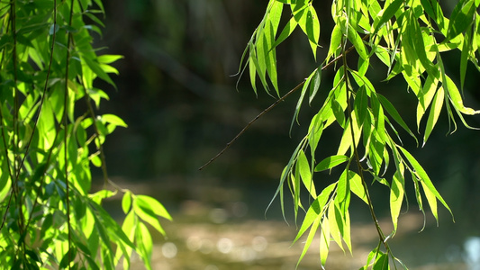 公园里的绿色植物合集视频