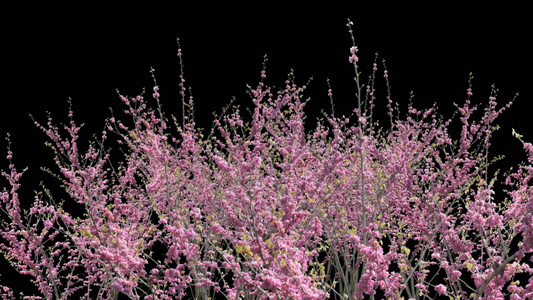 带透明通道3D樱花树视频素材视频