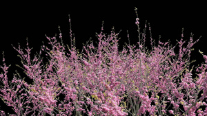 带透明通道3D樱花树视频素材20秒视频