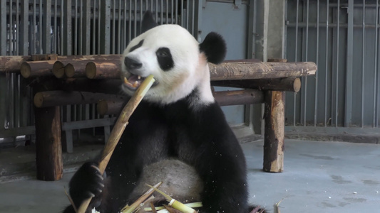 动物园大熊猫 吃竹子视频