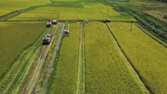 稻田、水稻机械化收割稻田视频