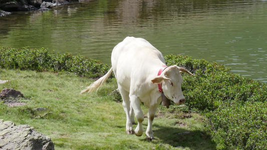 白牛在湖边高山草原上放牧视频